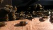 Urban Beekeeping: Cool Bees
