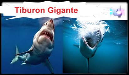 el Megalodon, Tiburon gigante de 20 metros, saber, conocer, mitos, Misterios, Enigmas, Español, latino