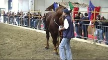 Italian draft horse - Cavallo TPR - Fieracavalli 2009 - Morfologia Stalloni 30mesi