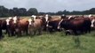 True f1 Braford Bred heifer bred to Genetrust Brangus Bulls