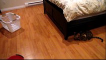 Bengal Cat Rumble vs Mop Linus Cat Tips