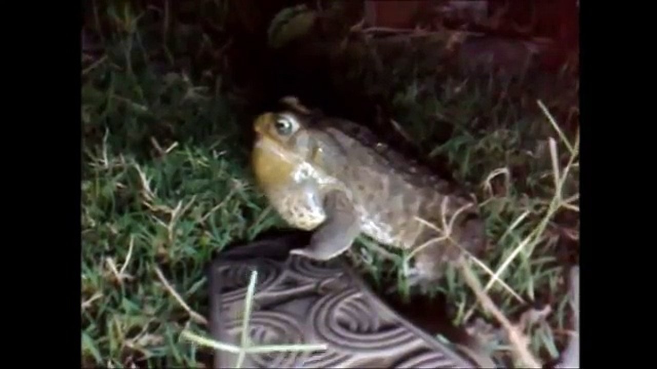 O sapo cururú cantando