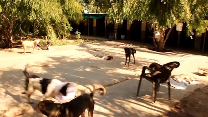 Daisy couldn't walk from pain - YOU helped us save her. Animal Aid Unlimited, India