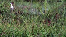 MVI 0756 Black necked Stilt Whispering Willows Kankakee Co IL 7 26 2015