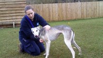 Jade is a Lurcher available for rehoming at the Burford Centre