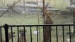 Rhodesian Ridgeback Dog climbing jumping 10 foot tennis court fence