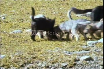 Life Cycle of a Wolf