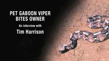 Pet Gaboon Viper Bites Owner