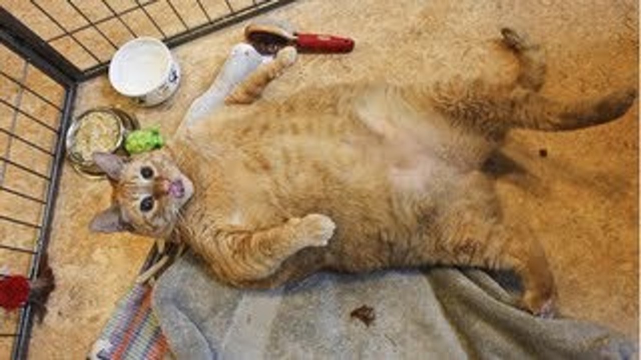 Fattest Cat In The World?