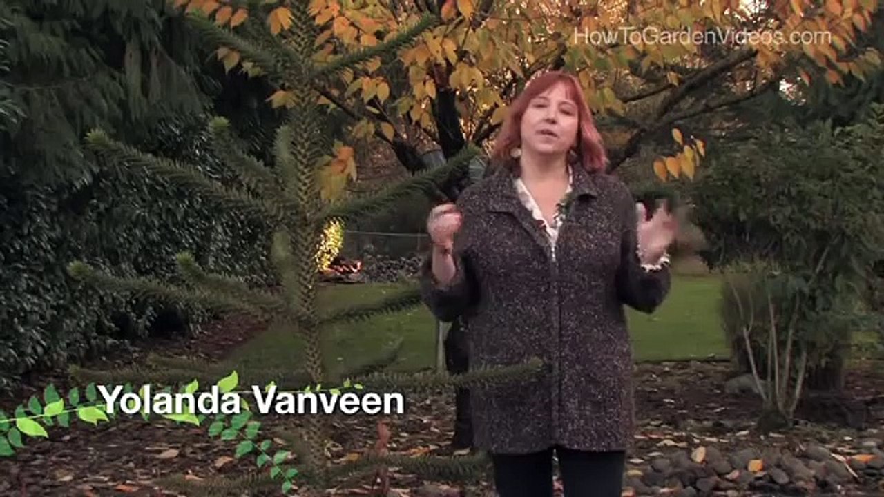 How to Grow Monkey Puzzle Tree