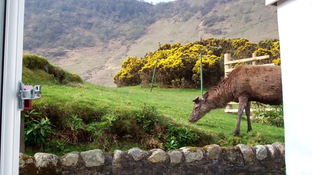 Red deer stag eating grass at Lochranza