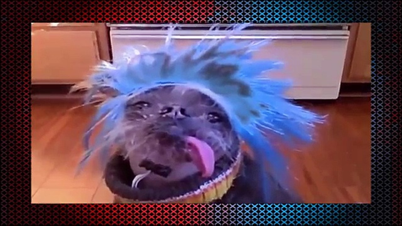 funny cat and dog videos try not to laugh