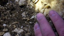 New Mexico Gypsum Cave Life