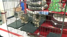 Dog rescues two abandoned kittens.