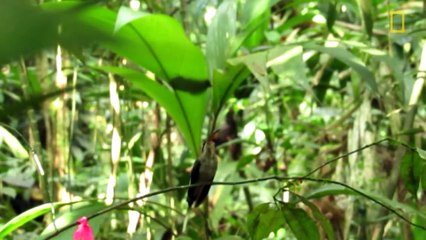 Male Hummingbirds Sing for Sex