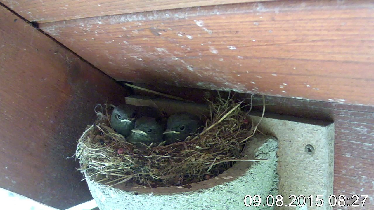 7.8.-18:00- Hausrotschwanz - Kinderstube 4 Junge (REPLAY) (2015-08-09 08:22:14 - 2015-08-09 09:58:56)