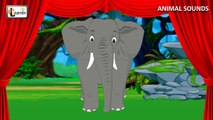 Sounds of Animals   Animal sound effects of real animals   Kindergarten Learning videos playlist