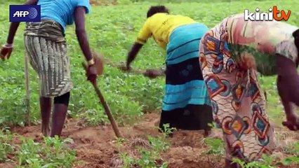 Ebola inflicts heavy toll on Guinean potato trade