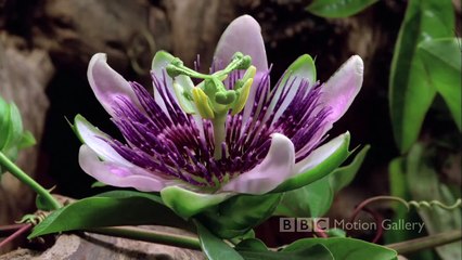 Как распускаются цветы (под музыку). Красота!