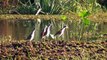 Animals of Argentina - Fauna Argentina