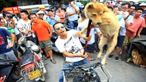 CHINA: This Dog Meat Festival In Yulin Needs To End