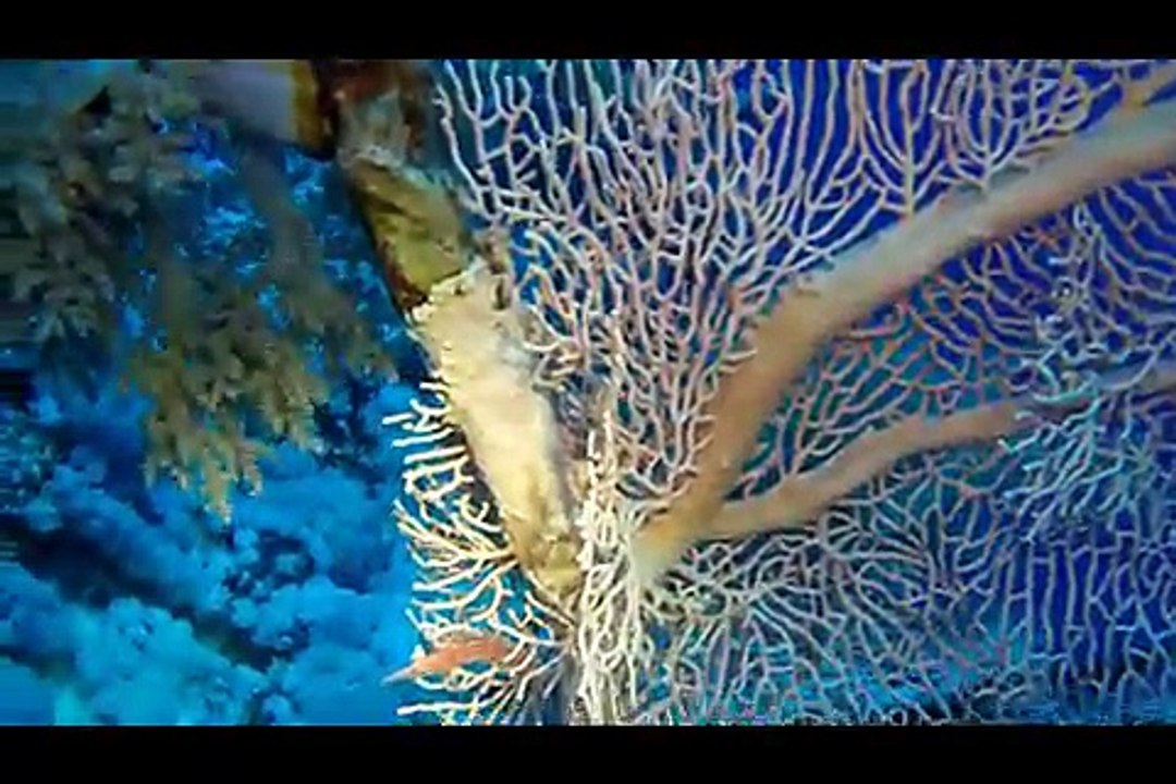 2015_Longimanus Teil2.movie.mobile