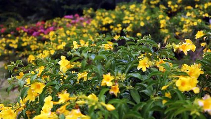 Mauritius Nature Canon 5D Mark II HD | QuickWorks Videoproductions