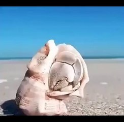 See Creation of Allah amazing