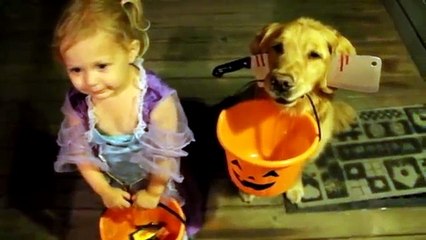 Trick or Treating Dogs
