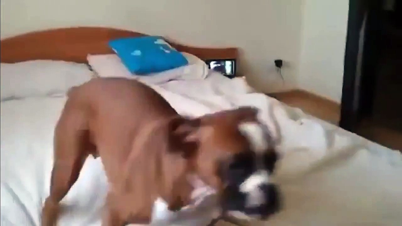 Funny Animal Dog   Dog Fight Dog Compilation, Dog Funny Action