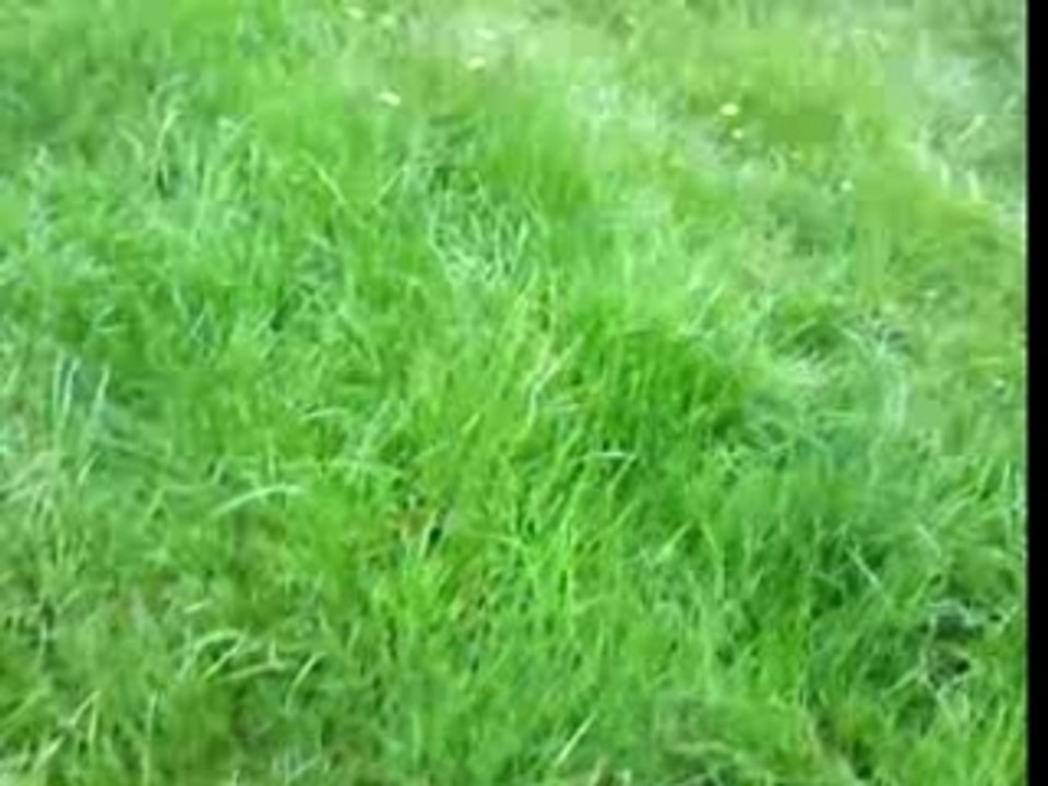 saut rom1