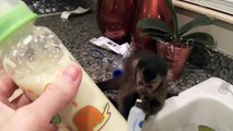 baby monkey nala finds her bottle to get ready for bed