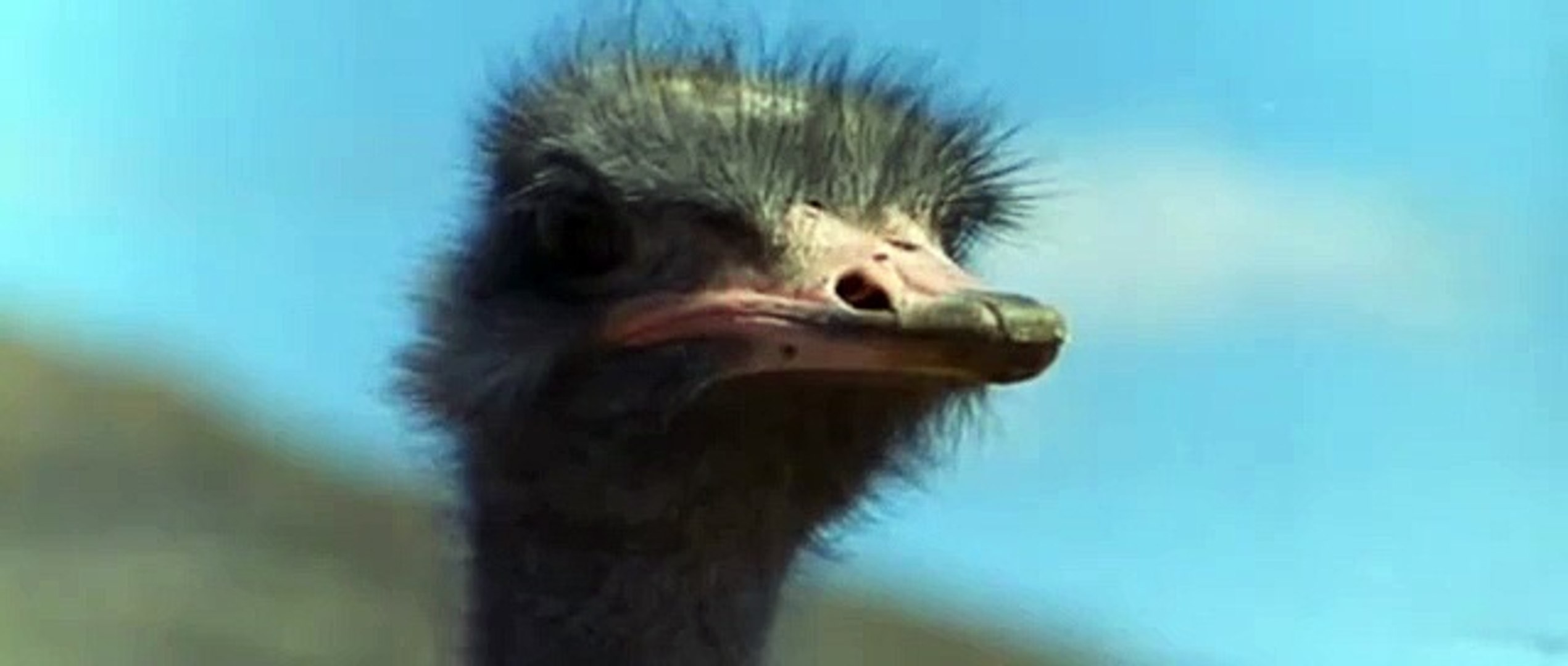 Angry Ostrich VS monkey, Man and Hyaena