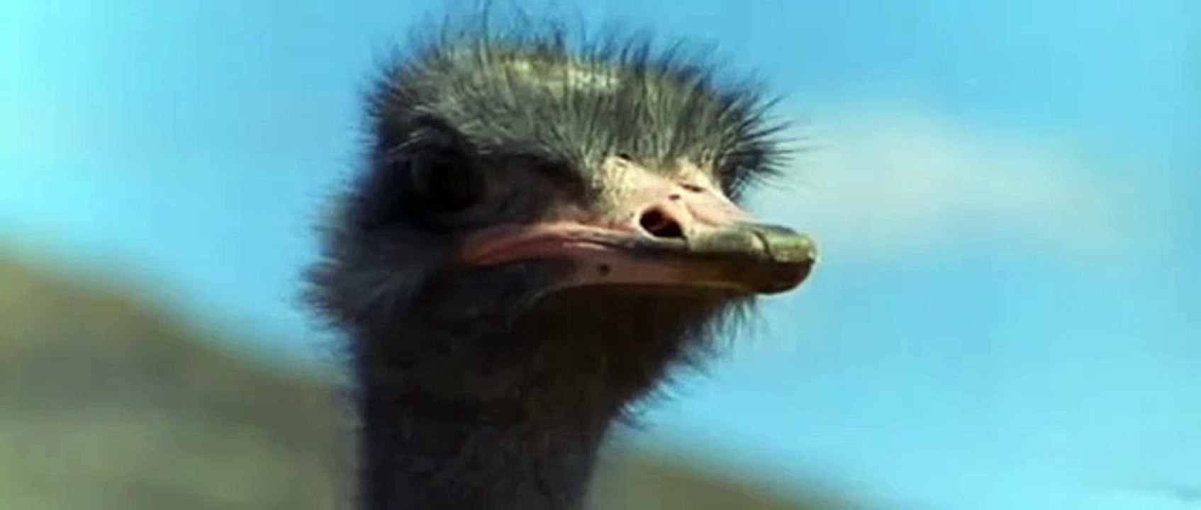 Angry Ostrich VS monkey, Man and Hyaena