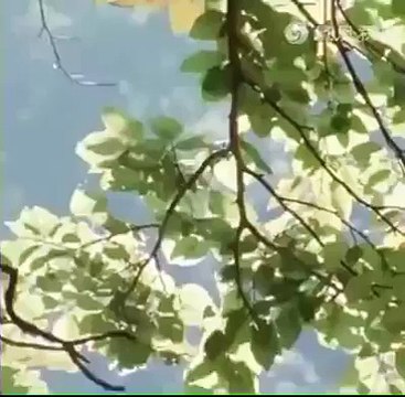 Birds have hands - Awesome