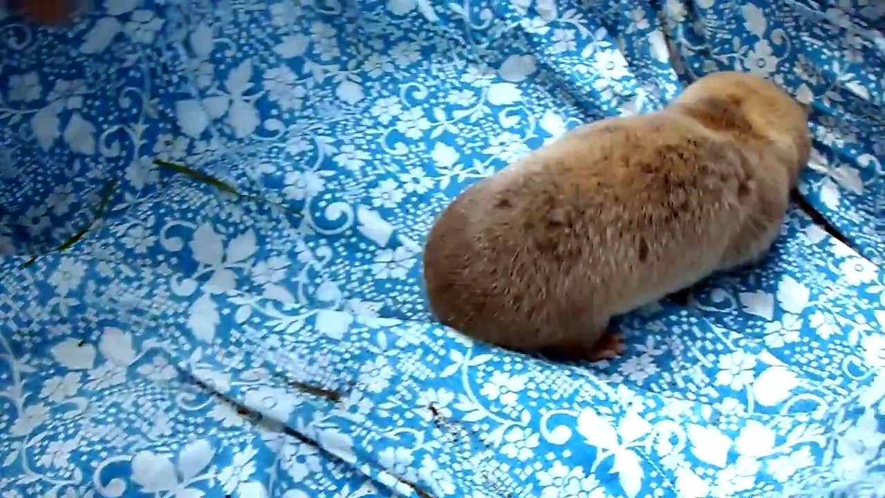 крот-слепыш - дикий зверь!!!