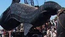 The Biggest Fish In The World Was Captured - O Maior Peixe Já Capturado