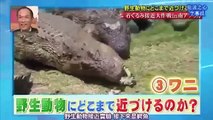 Crazy Japanese Crocodile Prank!!