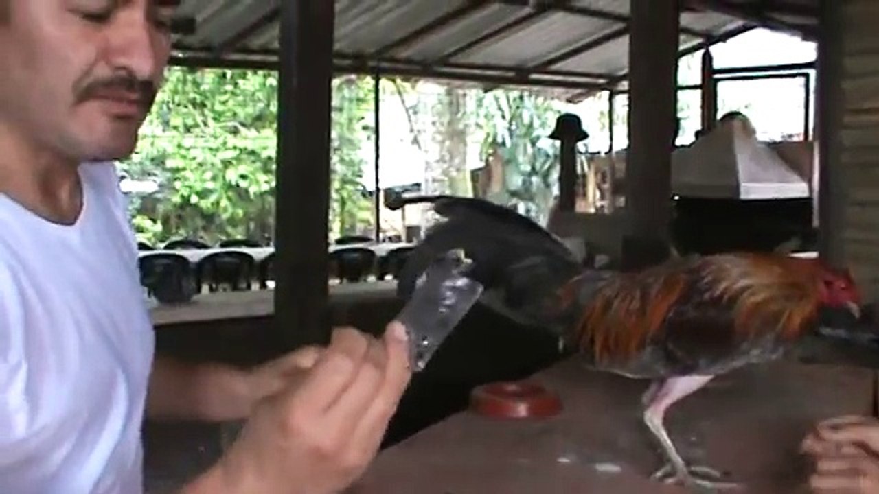 RECUPERACION OJOS GALLO PELEA.