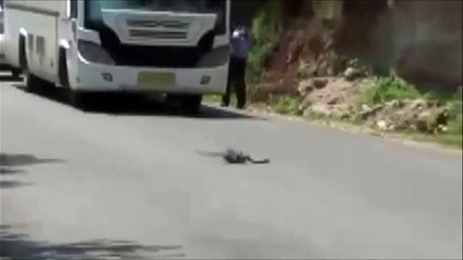 Mongoose VS Cobra on Road