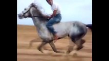 Arabian Horses - Spirit Soundtrack