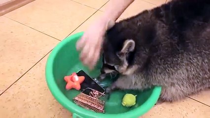 Ce raton laveur veut laver tous les objets de valeur de son maître