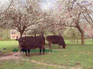 Hoeve Galouppe Wagyu, het verhaal.......