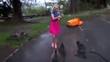 OMG !! Monkeys gone crazy on this Girl
