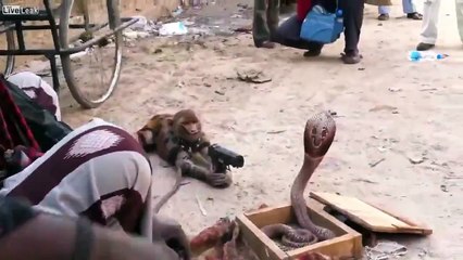 Emergency medical flight operation to save wildlife