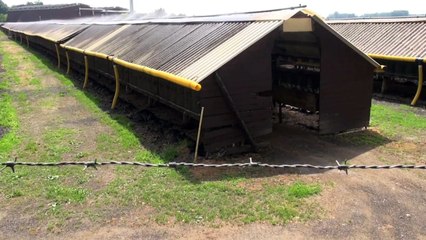 Nerzfarm Borken Juni 2013