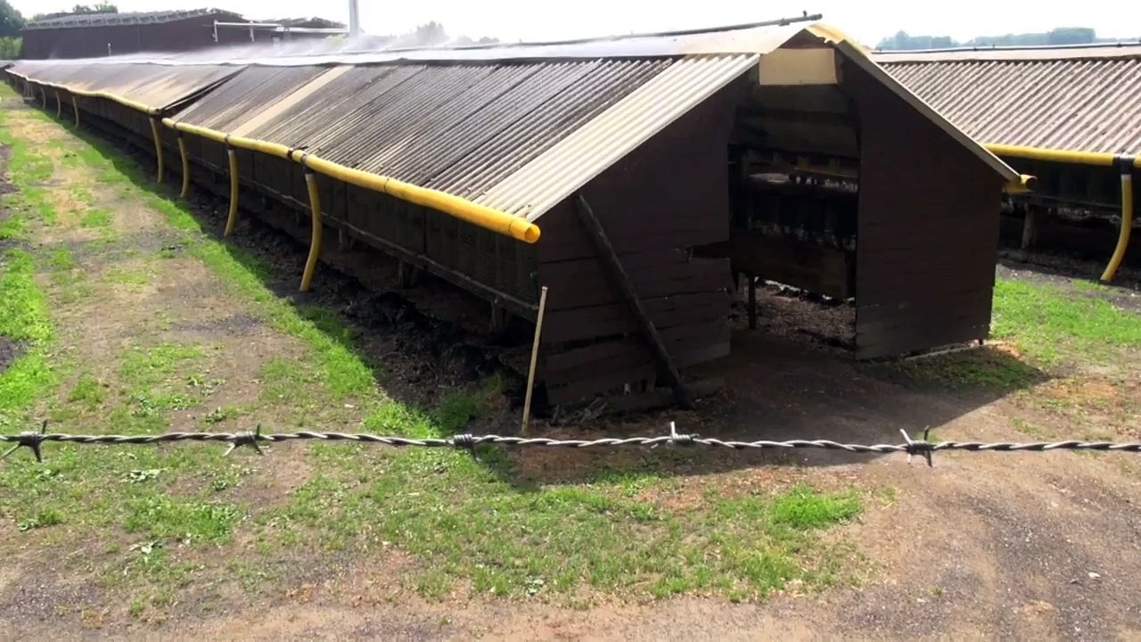 Nerzfarm Borken Juni 2013