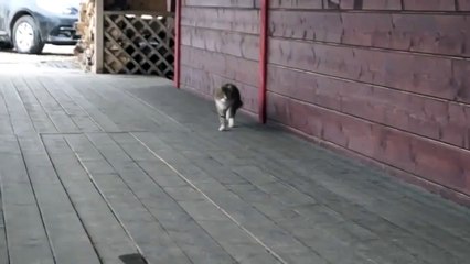 Ain't Nothing Gonna Break My Stride