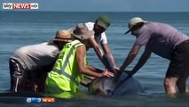 Nearly 200 Pilot Whales Stranded On New Zealand Beach