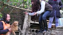 El Refugio rescata a 12 perros, de un Síndrome de Noé